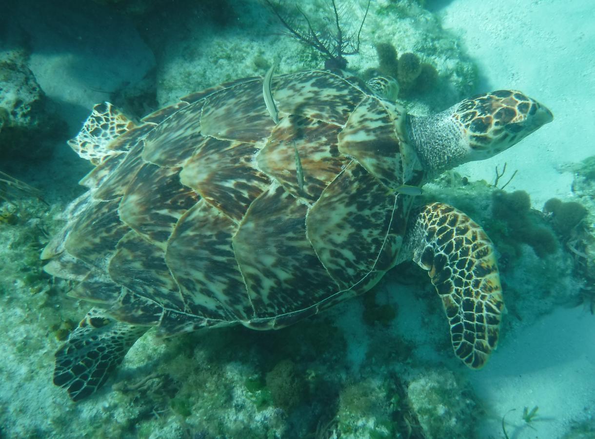 Coral Villa Turtle Cove Eksteriør bilde